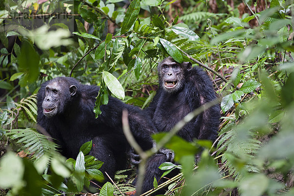 Schimpanse (Pan troglodytes)  Männchen  Mahale Mountains Nationalpark  Tansania  Ostafrika  Afrika