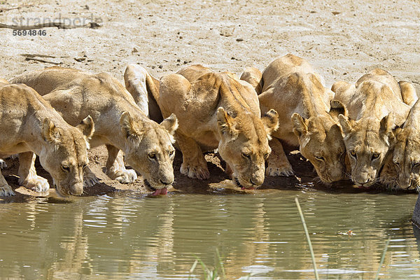 Afrikanische Löwen (Panthera leo) trinken  Weibchen  Ruaha Nationalpark  Tansania  Ostafrika  Afrika