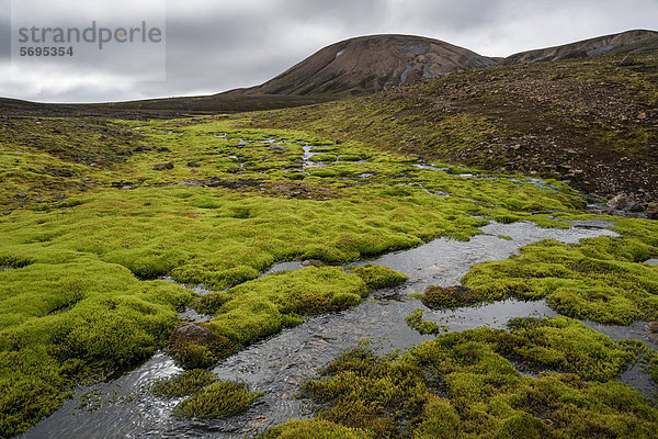 Von Moos umgebener Bach  Rhyolith-Berge  Landmannalaugar  Fjallabak Naturschutzgebiet  Hochland  Island  Europa