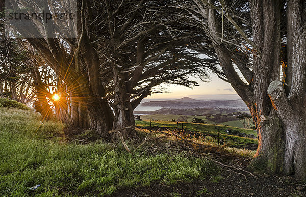 Sonnenstern  Sonne hinter alten Bäumen  Otago Peninsula  Südinsel  Neuseeland  Ozeanien