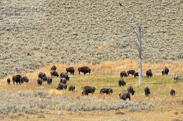 Bisonherde  Amerikanische Bisons (Bison bison)  Lamar Valley  Yellowstone National Park  Wyoming  USA