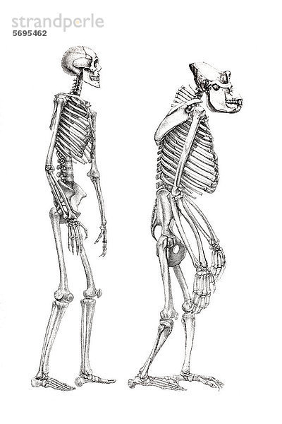 Menschenskelett und Affenskelett  anatomische Illustration