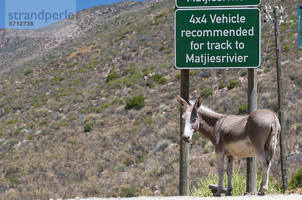 Esel unter dem Warnschild Allradantrieb empfohlene Straße  Cederberge West Kap  Südafrika  Afrika