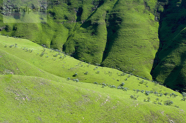 Grüne Landschaft  Ausläufer der Drakensberge  Freistaat  Südafrika  Afrika