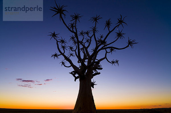 Köcherbaum (Aloe dichotoma)  Sonnenuntergang  Kenhard  Nordkap  Südafrika  Afrika