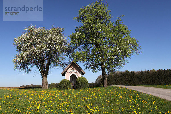 Kapelle unter blühenden Birnbäumen (Pyrus communis)  Mostviertel  Niederösterreich  Österreich  Europa
