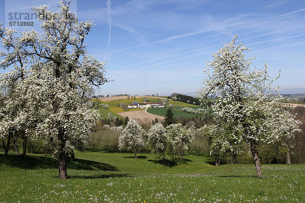 Blühende Birnbäume (Pyrus communis) im Mostviertel  Niederösterreich  Österreich  Europa