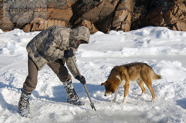 Vorbereitungen fürs Eistauchen  Hund guckt zu  Weißes Meer  Karelien  Russland im Norden  Arktis