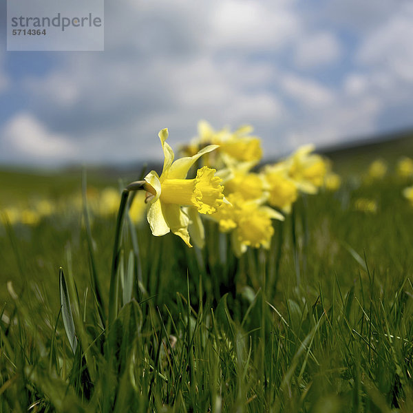 Narzissen (Narcissus pseudonarcissus)  auf einer Wiese  CÈzallier  Auvergne  Frankreich  Europa
