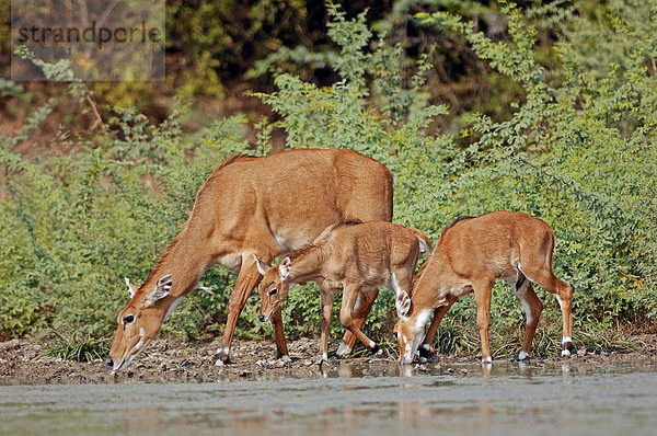 Nilgauantilope oder Nilgau (Boselaphus tragocamelus)  Weibchen mit Jungtieren trinkend  Keoladeo Ghana Nationalpark  Rajasthan  Indien  Asien