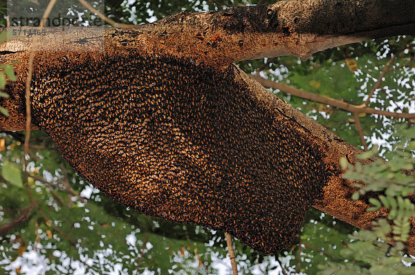 Wildes Bienennest der Riesen-Honigbiene (Apis dorsata)  Keoladeo Ghana Nationalpark  Rajasthan  Indien  Asien