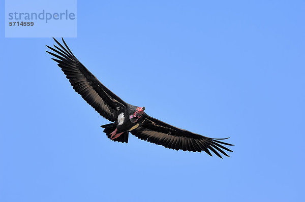 Kahlkopfgeier oder Lappengeier (Sarcogyps calvus) im Flug  Keoladeo Ghana Nationalpark  Rajasthan  Indien  Asien