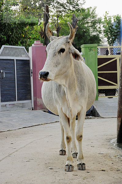 Zeburind  Zebu-Rind  Zebu oder Buckelrind (Bos primigenius indicus) auf der Straße  Heilige Kuh  Bharatpur  Rajasthan  Indien  Asien  ÖffentlicherGrund