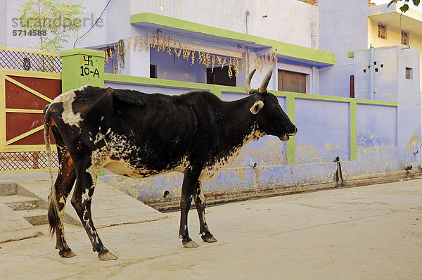 Zeburind  Zebu-Rind  Zebu oder Buckelrind (Bos primigenius indicus) auf der Straße  Heilige Kuh  Bharatpur  Rajasthan  Indien  Asien  ÖffentlicherGrund