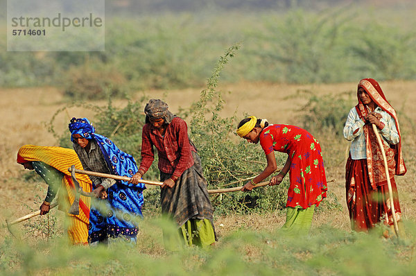 Indische Frauen bei der Feldarbeit  Bharatpur  Rajasthan  Indien  Asien  ÖffentlicherGrund