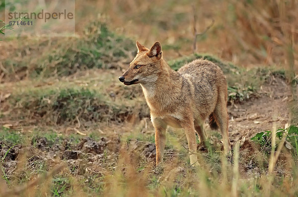Goldschakal (Canis aureus)  Keoladeo Ghana Nationalpark  Rajasthan  Indien  Asien