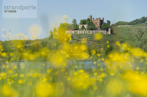 Schloss Ortenberg mit Blumenwiese am Eingang des Kinzigtal  bei Offenburg  Ortenau  Schwarzwald  Baden-Württemberg  Deutschland  Europa