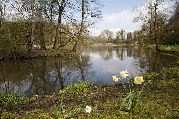 Blühende Narzissen im Rombergpark  Dortmund  Ruhrgebiet  Nordrhein-Westfalen  Deutschland  Europa  ÖffentlicherGrund