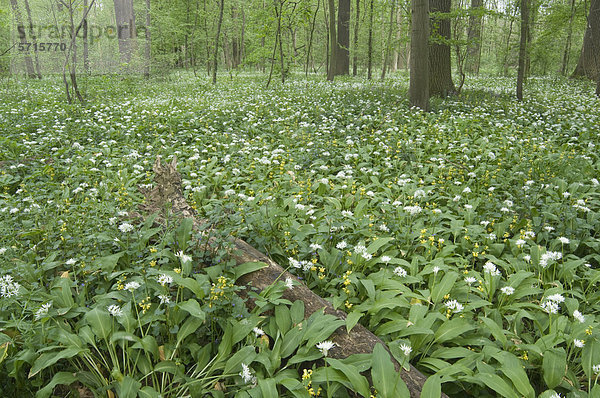 Bärlauch (Allium ursinum) im Leipziger Auwald  Sachsen  Deutschland  Europa