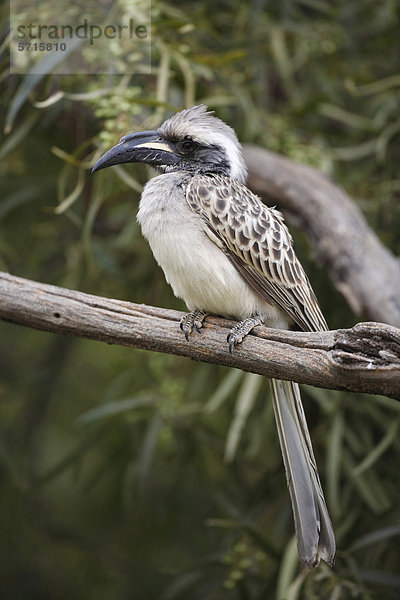 Grautoko (Tockus nasutus)  Altvogel sitzt auf einem Ast  Pilanesberg-Nationalpark  Provinz Nordwest  Südafrika  Afrika