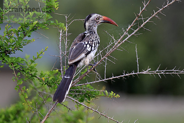 Rotschnabeltoko (Tockus erythrorhynchus)  Altvogel sitzt auf einem Zweig  Sabi Sabi Game Reserve  Krüger-Nationalpark  Südafrika  Afrika
