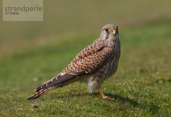 Turmfalke (Falco tinnunculus)  immatures Männchen im ersten Sommergefieder steht auf kurzen Rasen  Norfolk  England  Großbritannien  Europa