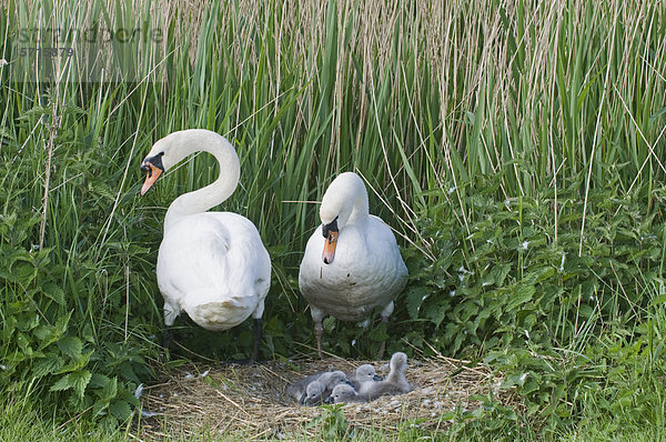 Höckerschwan (Cygnus olor)  Altvogel-Paar am Nest mit Eintagsküken  Cley  Norfolk  England  Großbritannien  Europa