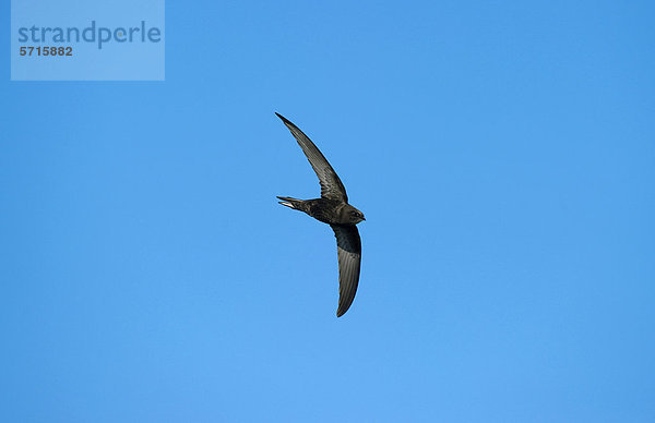 Mauersegler (Apus apus)  Altvogel im Flug  England  Großbritannien  Europa