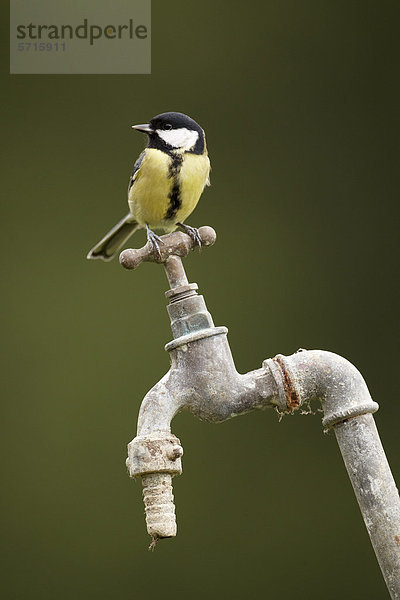 Kohlmeise (Parus major)  Altvogel auf Garten-Wasserhahn  Shropshire  England  Vereinigtes Königreich  Europa