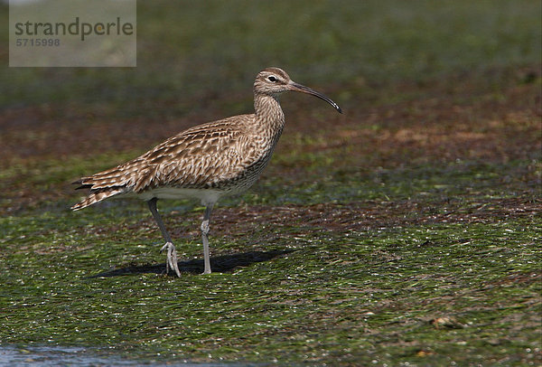 Regenbrachvogel (Numenius phaeopus)  Altvogel geht im Watt  Ria Formosa Nationalpark  Algarve  Portugal  Europa