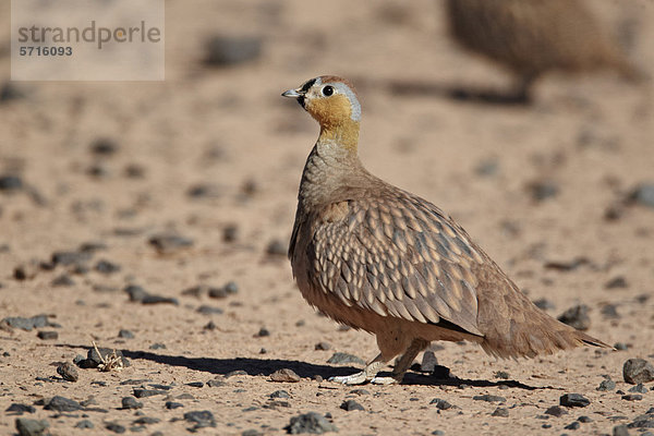 Fleckenflughuhn (Pterocles coronatus)  männlicher Altvogel steht in der Wüste  bei Erg Chebbi  Marokko  Afrika