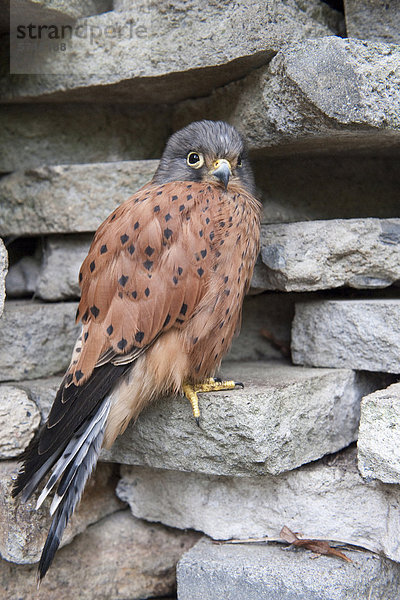 Turmfalke (Falco tinnunculus rupicolus)  Altvogel auf Felsen  in Gefangenschaft  Hout Bay  Westkap  Südafrika  Afrika