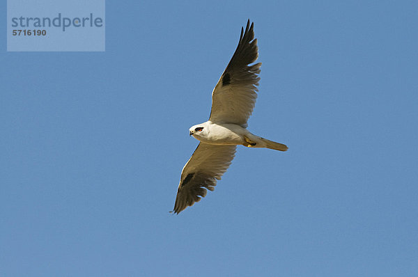 Australischer Gleitaar (Elanus axillaris)  Altvogel im Flug  Queensland  Australien