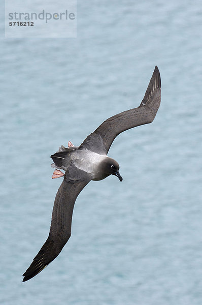 Rußalbatros (Phoebetria palpebrata)  Altvogel im Flug über Meer  Südgeorgien