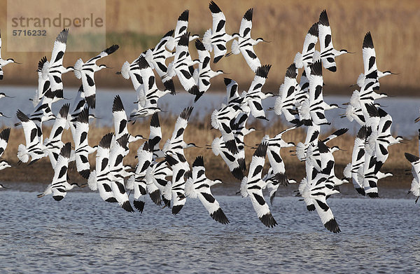 Säbelschnäbler (Recurvirostra avosetta) Schwarm fliegt über Marschland  Cley  Norfolk  England  Großbritannien  Europa