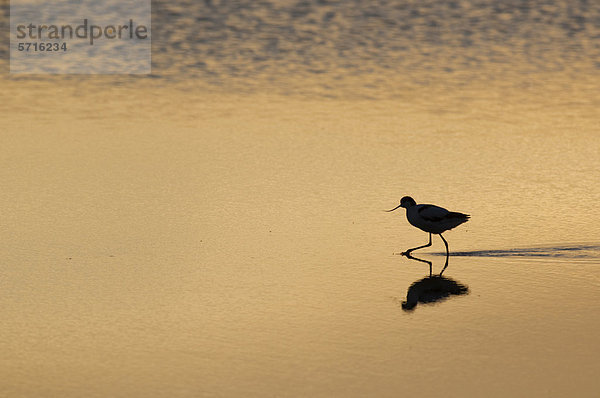 Säbelschnäbler (Recurvirostra avosetta)  Altvogel watet  Silhouette im Morgenlicht  North Kent Sümpfe  Kent  England  Vereinigtes Königreich  Europa