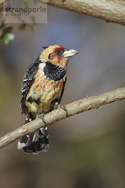 Hauben-Bartvogel (Trachyphonus vaillantii)  männlicher Altvogel auf Zweig  Pilanesberg-Nationalpark  Nordwest Provinz  Südafrika  Afrika