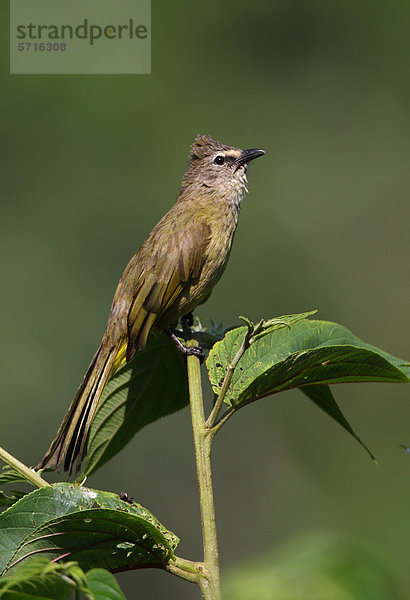 Flavescent Bulbul oder Bülbül (Pycnonotus flavescens vividus)  Altvogel  auf Busch  Kaeng Krachan Nationalpark  Thailand  Asien