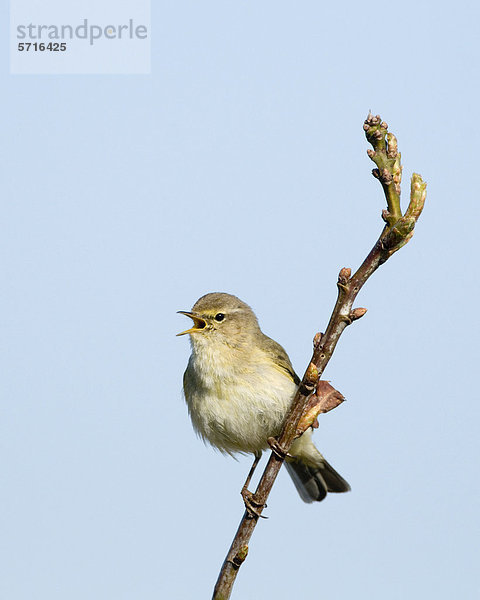 Zilpzalp  Weidenlaubsänger (Phylloscopus collybita)  ausgewachsener Vogel sitzt singend auf einem Zweig  Cley  Norfolk  England  Großbritannien  Europa