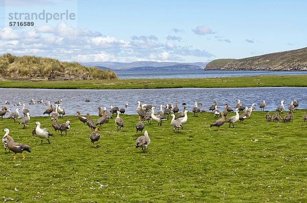 Magellangans (Chloephaga picta)  New Island  Falklandinseln  Südamerika