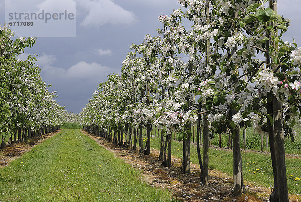 Apfelblüte  junge Obstplantage im Alten Land  Jork  Niedersachsen  Deutschland  Europa
