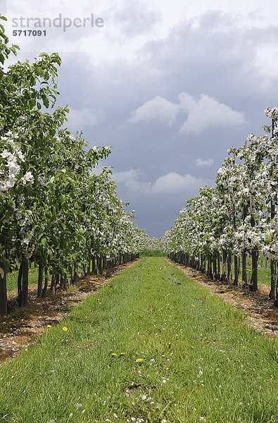 Apfelblüte  junge Obstplantage im Alten Land  Jork  Niedersachsen  Deutschland  Europa