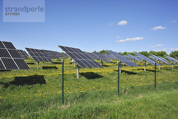 Eingezäunte  große Photovoltaikanlage auf einer blühenden Wiese  Oberrüsselbach  Oberfranken  Bayern  Deutschland  Europa