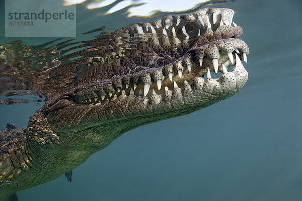 Leistenkrokodil  Salzwasserkrokodil oder Saltie (Crocodylus porosus)  Maul  Gebiss  Zähne  unter Wasser  dicht unter Oberfläche  Republik Kuba  Karibik  Karibisches Meer  Mittelamerika