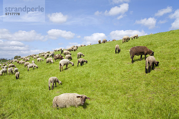 Schafe am Deich  Altes Land  Niedersachsen  Deutschland  Europa  ÖffentlicherGrund