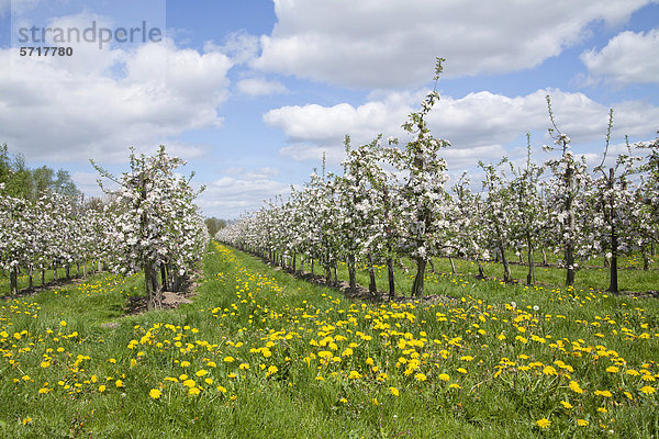 Apfelblüte  Apfelbäume (Malus domestica)  Apfelplantage  Borstel  Altes Land  Niedersachsen  Deutschland  Europa