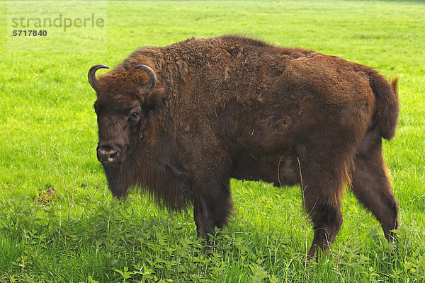 Wisent  Europäischer Bison (Bison bonasus)