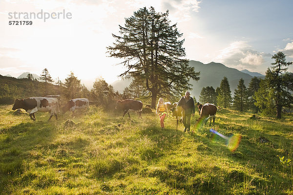 Österreich  Salzburger Land  Frau und Bauer beim Wandern auf der Alm mit Kühen