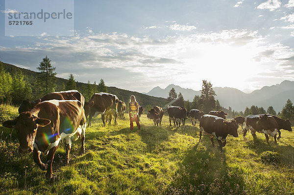 Österreich  Salzburger Land  Junge Frau beim Wandern auf der Alm mit Kühen