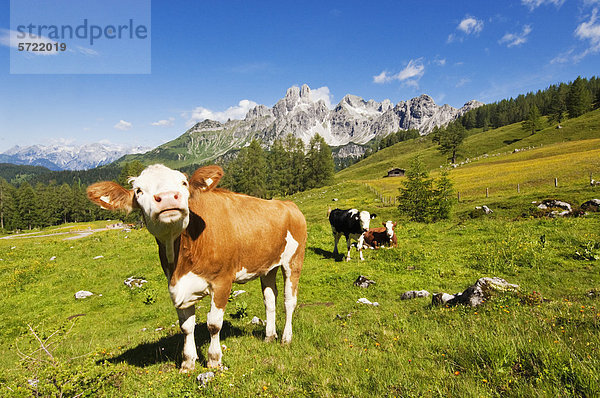 Österreich  Salzburger Land  Kühe auf der Alm vor dem Bischofsmutze